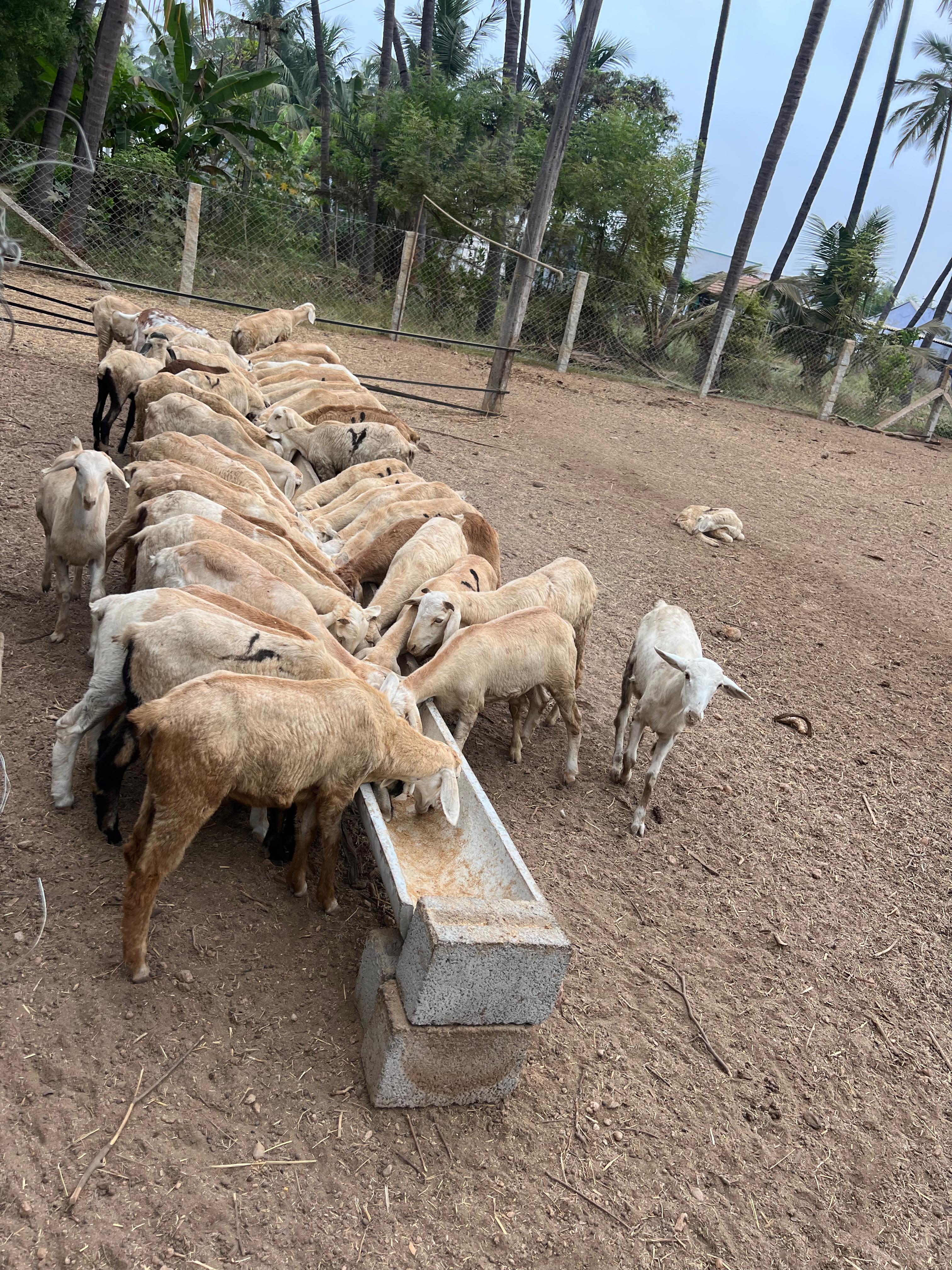 Mecheri lambs feeding together at the farm trough