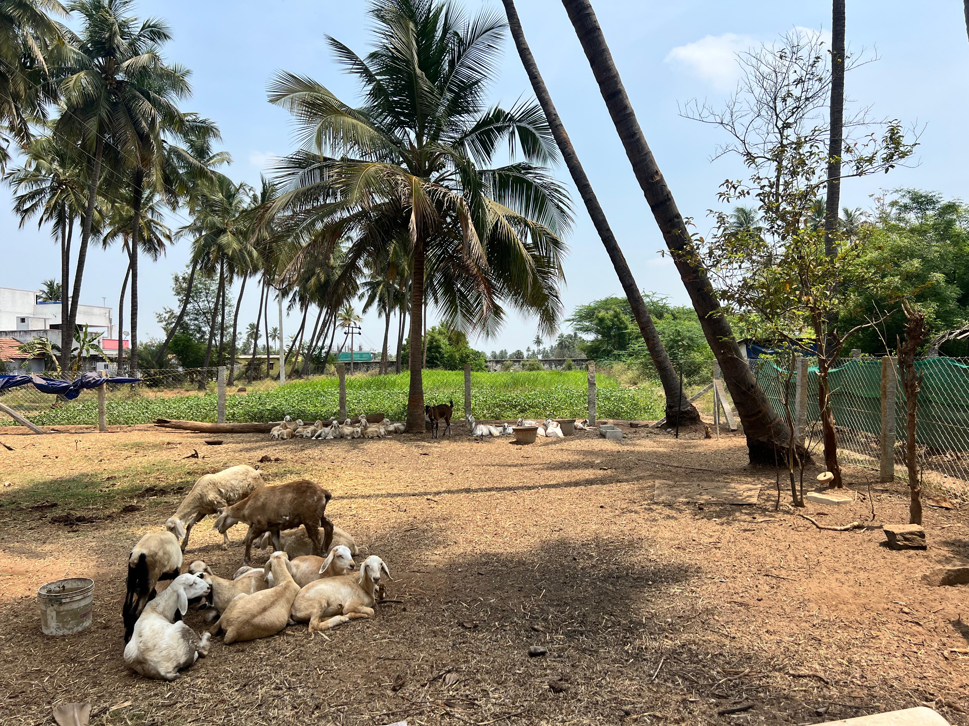 Lambs resting in the coconut grove farm yard