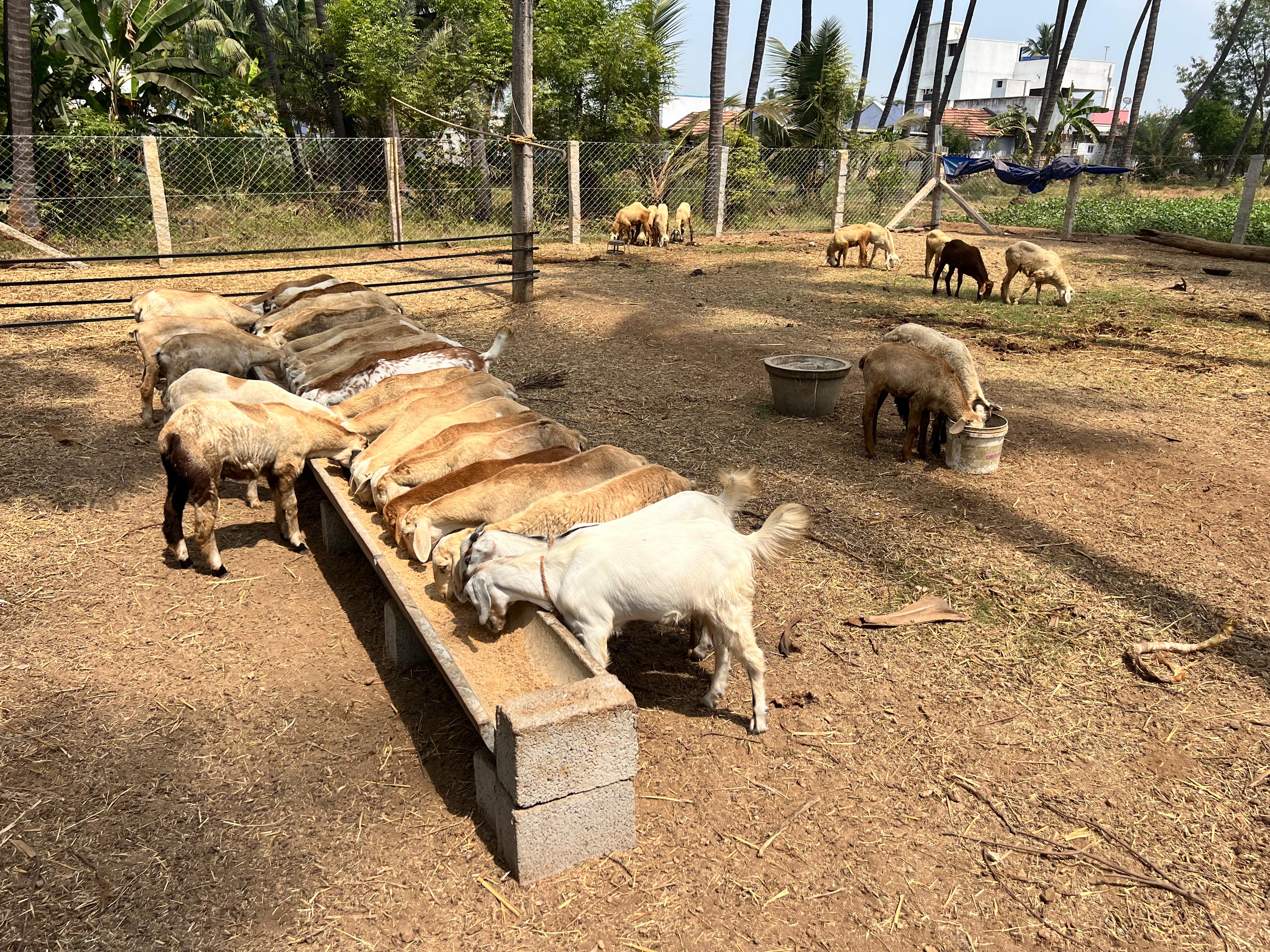 Mecheri lambs feeding at The Fat Lamb Co. farm in Kombanaipudur