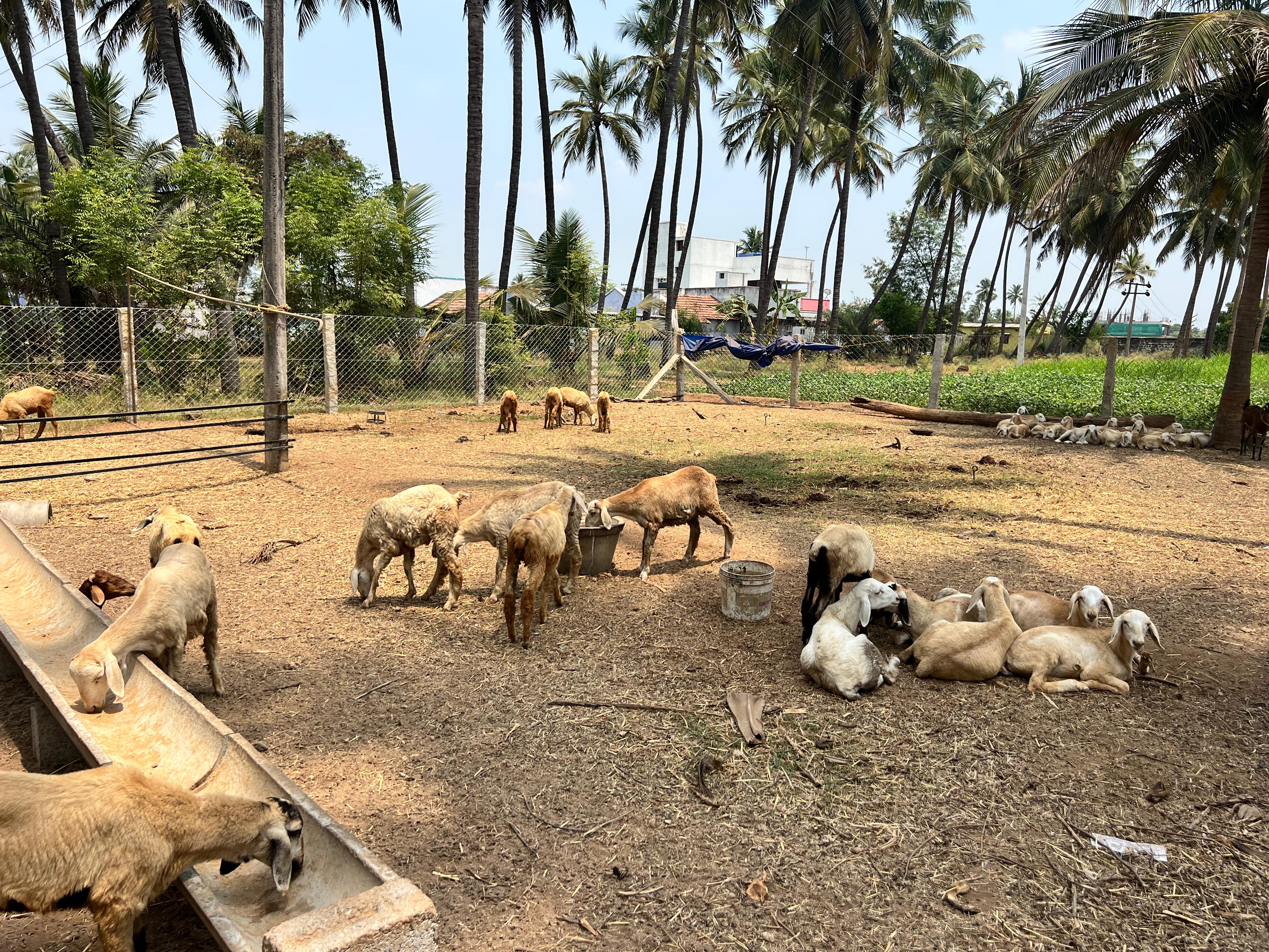 Wide view of The Fat Lamb Co. farm with lambs under coconut trees